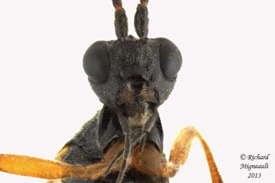 Braconid Wasp - Aleiodes terminalis sp2 4 m13 7,2mm