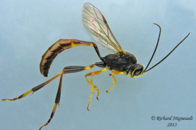 Ichneumon Wasp - Anomaloninae, Tribe Gravenhorstiini sp1 1 m13 14mm 