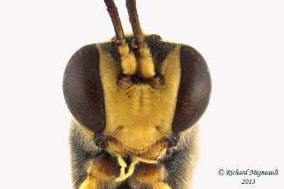 Ichneumon Wasp - Anomaloninae, Tribe Gravenhorstiini sp1 2 m13 14mm