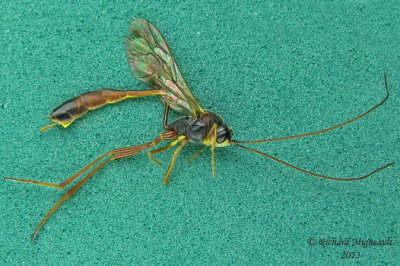 Ichneumon Wasp - Anomaloninae, Tribe Gravenhorstiini 1 m13 11,5mm