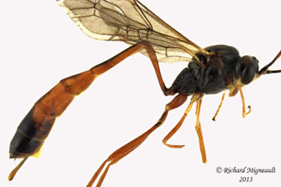 Ichneumon Wasp - Anomaloninae, Tribe Gravenhorstiini 2 m13 11,5mm