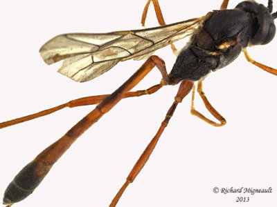 Ichneumon Wasp - Anomaloninae, Tribe Gravenhorstiini 3 m13 11,5mm 