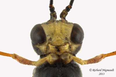 Ichneumon Wasp - Anomaloninae, Tribe Gravenhorstiini 4 m13 11,5mm 