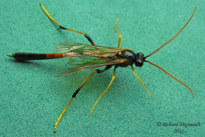 Ichneumon Wasp - Therion petiolatum female m11