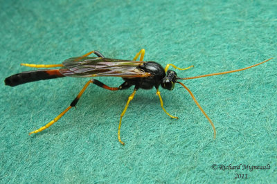 Ichneumon Wasp - Therion petiolatum male m11 