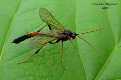 Ichneumon Wasp - Therion sp2 1 m10