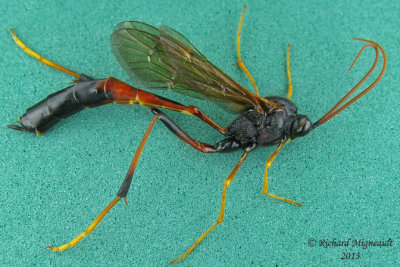 Ichneumon Wasp - Anomaloninae, Therion circumflexum  1 m13 24mm