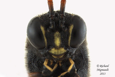 Ichneumon Wasp - Anomaloninae, Therion circumflexum  2 m13 24mm