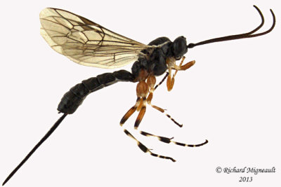 Ichneumon Wasp - Glypta sp1 1 m13 6,7mm 