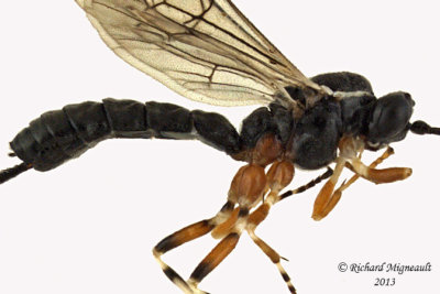 Ichneumon Wasp - Glypta sp1 2 m13 6,7mm 