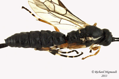 Ichneumon Wasp - Glypta sp1 3 m13 6,7mm 