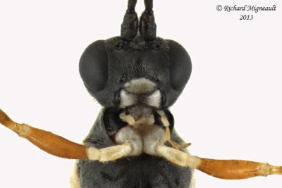 Ichneumon Wasp - Glypta sp1 4 m13 6,7mm 