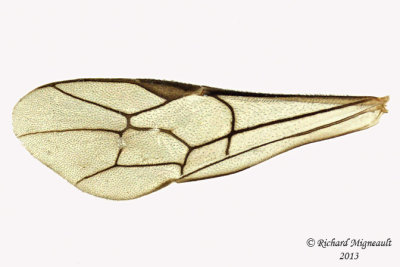 Ichneumon Wasp - Glypta sp1 5 m13 6,7mm 