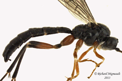 Ichneumon Wasp - Glypta sp2 2 m13 7mm 