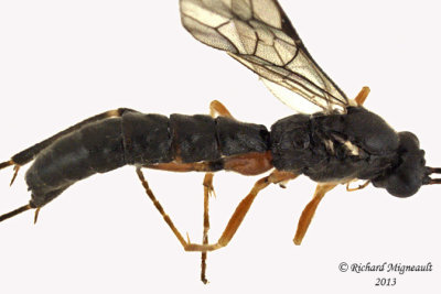 Ichneumon Wasp - Glypta sp2 3 m13 7mm 