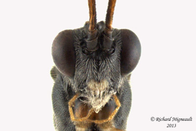 Ichneumon Wasp - Glypta sp2 4 m13 7mm 