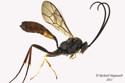 Ichneumon Wasp - Campoctonus 1 m13 9,8mm 