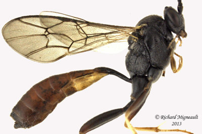 Ichneumon Wasp - Campoctonus 2 m13 9,8mm 