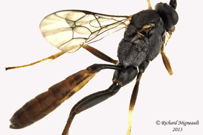 Ichneumon Wasp - Campoctonus 3 m13 9,8mm