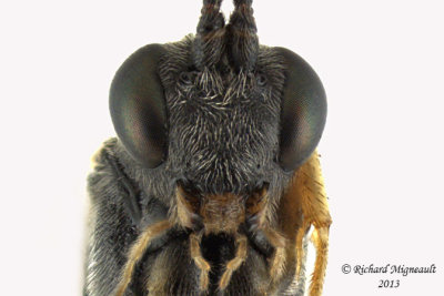 Ichneumon Wasp - Campoctonus 4 m13 9,8mm