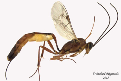 Ichneumon Wasp - Trathala sp1 1 m13 10,1mm