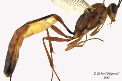 Ichneumon Wasp - Trathala sp1 2 m13 10,1mm 