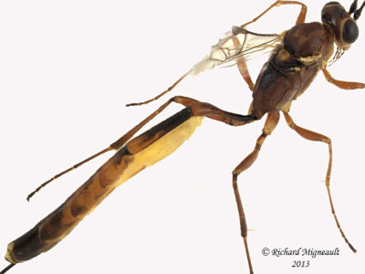 Ichneumon Wasp - Trathala sp1 3 m13 10,1mm 