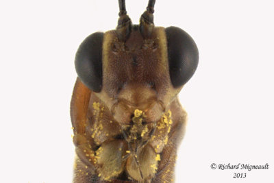 Ichneumon Wasp - Trathala sp1 4 m13 10,1mm