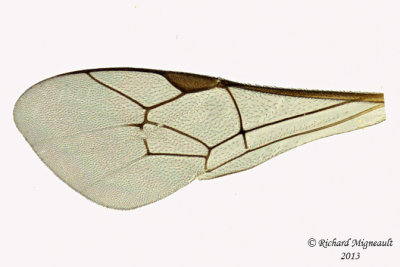 Ichneumon Wasp - Trathala sp1 5 m13 10,1mm