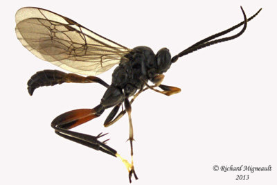 Ichneumon Wasp - Cryptinae sp2 1 m13 6,9mm 