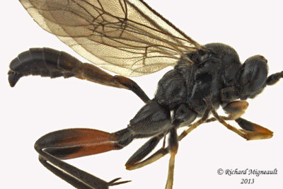 Ichneumon Wasp - Cryptinae sp2 2 m13 6,9mm 