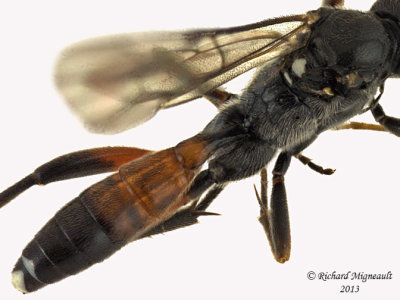 Ichneumon Wasp - Cryptinae sp2 3 m13 6,9mm 