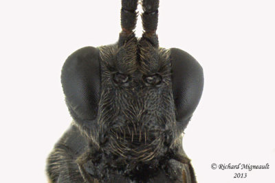 Ichneumon Wasp - Cryptinae sp2 4 m13 6,9mm 