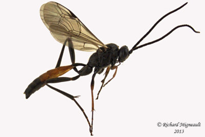 Ichneumon Wasp - Cryptinae sp3 1 m13 8mm