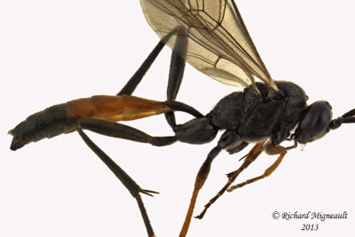 Ichneumon Wasp - Cryptinae sp3 2 m13 8mm 