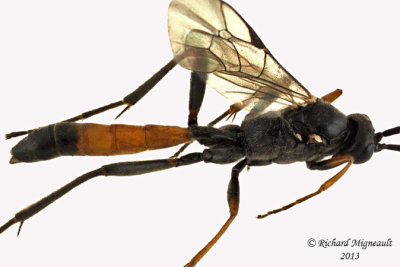 Ichneumon Wasp - Cryptinae sp3 3 m13 8mm