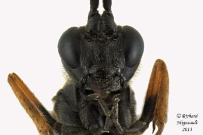 Ichneumon Wasp - Cryptinae sp3 4 m13 8mm 