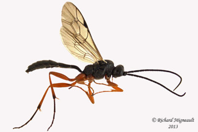 Ichneumon Wasp - Cryptinae sp4 1 m13 8,2mm 