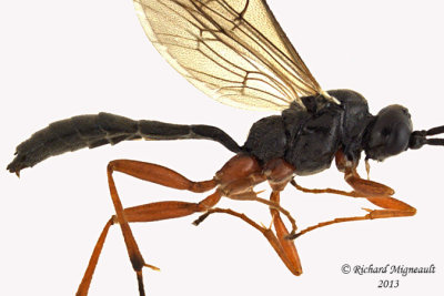 Ichneumon Wasp - Cryptinae sp4 2 m13 8,2mm 