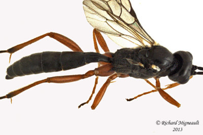 Ichneumon Wasp - Cryptinae sp4 3 m13 8,2mm 