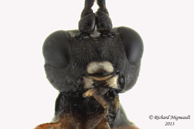 Ichneumon Wasp - Cryptinae sp4 4 m13 8,2mm