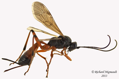 Ichneumon Wasp - Gambrus sp1 1 m13 7,6mm 