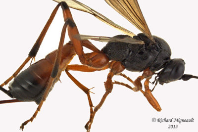 Ichneumon Wasp - Gambrus sp1 2 m13 7,6mm