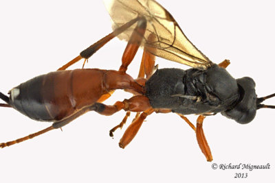 Ichneumon Wasp - Gambrus sp1 3 m13 7,6mm