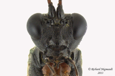 Ichneumon Wasp - Gambrus sp1 4 m13 7,6mm 