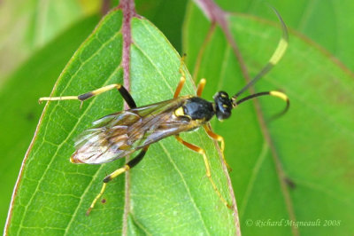 Ichneumon Wasp - Polytribax contiguus 1 m8