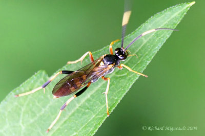 Ichneumon Wasp - Polytribax contiguus 2 m8