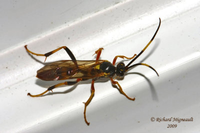 Ichneumon Wasp - Polytribax contiguus 3 m9