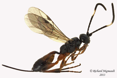 Ichneumon Wasp - Tribe Cryptini sp1 1 m13 5,2mm 