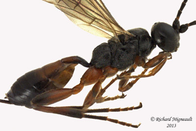 Ichneumon Wasp - Tribe Cryptini sp1 2 m13 5,2mm 